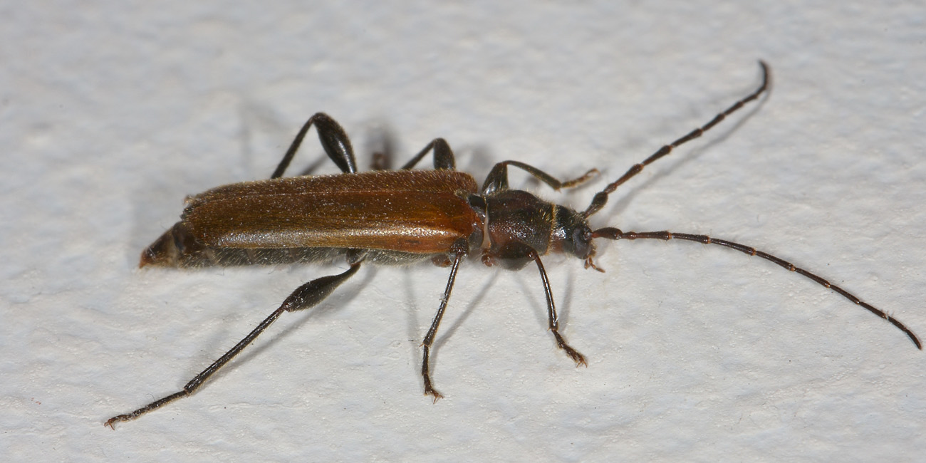 Cerambycidae:   Phymatodes testaceus?  S !